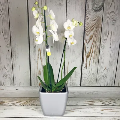 Чем полить орхидею, чтобы цвела круглый год: рецепт от профессиональных  флористов — Разное