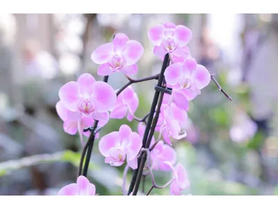 В горшке \"цветет\" плесень, а не орхидея: как помочь растению | В цветнике  (Огород.ru)