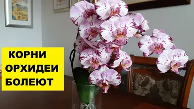 Белая oрхидея Фаленопсис