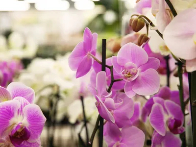 Как спасти орхидею: фото, советы и рекомендации по уходу | flori-da.ru
