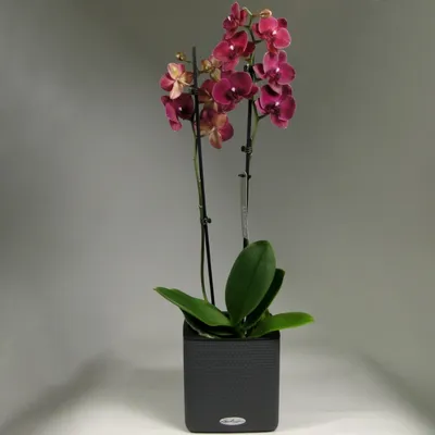 Орхидея Фаленопсис - «Из ста тысяч орхидных в домах прижились единицы  видов: моя капризная красавица четырех оттенков и как за ней правильно  ухаживать» | отзывы