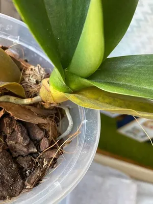 Паутинный клещ на орхидее. Как лечить и избавиться?