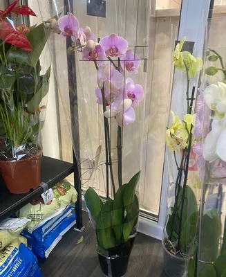 Розовая орхидея Фаленопсис