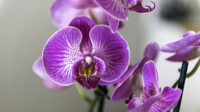 Моя орхидея