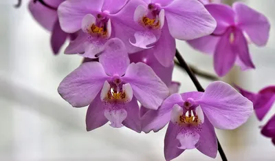 У орхидеи вянут листья: почему у цветка вялые и мягкие листья по середине,  как вылечить болезни и ожоги у растения, а также, что делать, если гниет  сердцевина или точка роста и почему