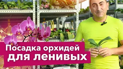 Орхидея Фаленопсис - «Роскошные, загадочные, но при этом неприхотливые в  уходе орхидеи. Всем, кто боится ее купить- не бояться и покупать. Любить,  но не залюбливать, и фаленопсис ответит здоровым видом и красивыми