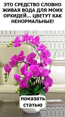 болеют листья орхидеи - Форум - Фаленопсис гибридный - Фаленопсис - Орхидеи  - Комнатные растения - GreenInfo.ru