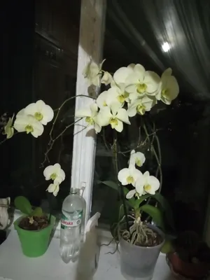 Как распознать болезнь или вредителя на орхидеях