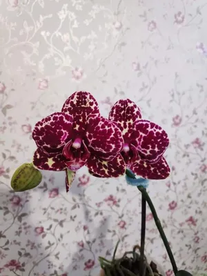6 причин, почему не цветет орхидея, и как заставить ее цвести в домашних  условиях | ivd.ru