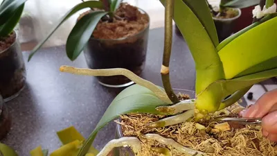 Орхидея и бактериоз – как лечить? | Все об орхидеях | Дзен