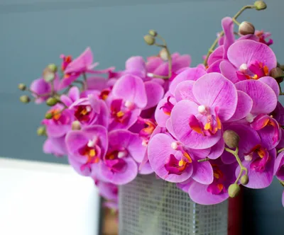 Сколько живут орхидеи в домашних условиях | Сколько лет растет орхидея |  Как определить возраст