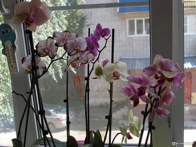 Как выбрать орхидею — советы опытных флористов