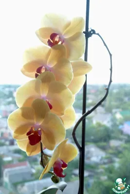 Болеет орхидея, не цветет, есть выход - чесночная вода! | Идеи посадки  растений, Орхидея, Орхидеи