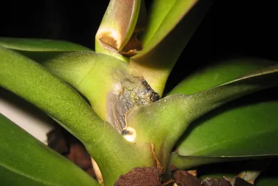 Орхидея болезни и вредители фото фотографии