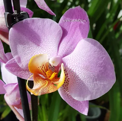 Орхидея бомонд фото фотографии