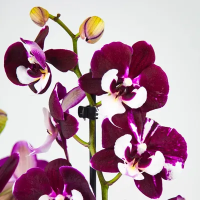 Бордовые орхидеи в коробке от 15 шт. за 6 490 руб. | Бесплатная доставка  цветов по Москве