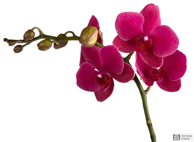 Арома Бархатная бордовая орхидея с жёлтой губой и белым ободком на цветах.  Высота 50 см 💵 Цена 220 грн/шт #орхидея #орхидеякиев… | Instagram
