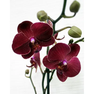 Орхидея Фаленопсис Биг Лип
