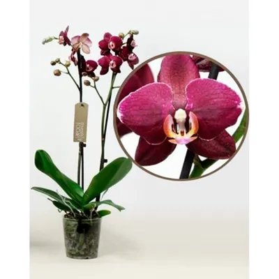 Фотообои \"Бордовая орхидея\" - Арт. 170231 | Купить в интернет-магазине  Уютная стена