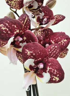 Орхидея Phalaenopsis Armion (отцвел)