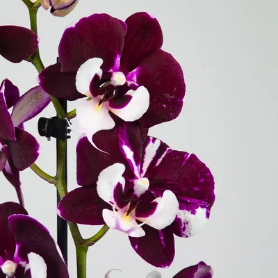 Орхидея бордовая фото