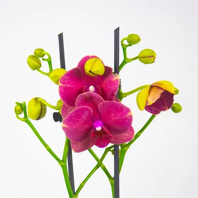 Орхидея Фаленопсис Мультифлора 1 ствол Бордовая (Phalaenopsis Multiflora)