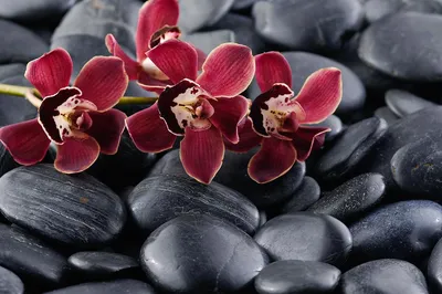 Красно-бордовая орхидея фаленопсис Aranka Red. Купить в Киеве орхидеи с  доставкой. Флора Лайф