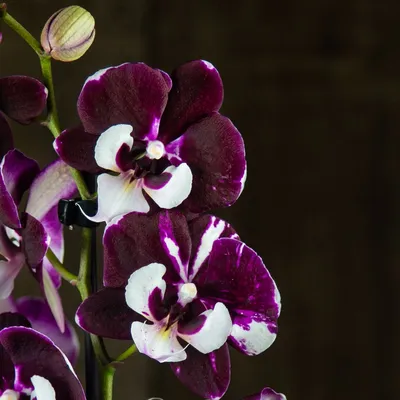 Орхидея Фаленопсис Пятнистая Бордовая (Phalaenopsis)