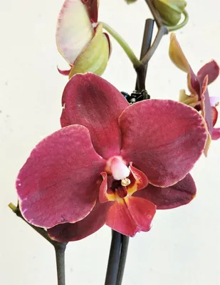 Ветка бордовой орхидеи за 3990р. Позиция № 1324