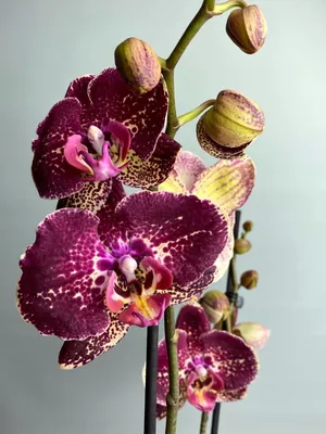 Бордовая Орхидея - Купить в Бресте с доставкой!