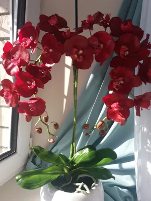 Орхидея фаленопсис бордовая купить с доставкой