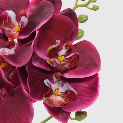 Фотообои «Бордовая орхидея на серых камнях»
