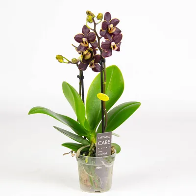 Орхидея Фаленопсис Биг Лип темно-бордовая