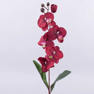 Орхидея Фаленопсис Бордовая 2 ствола (Phalaenopsis)