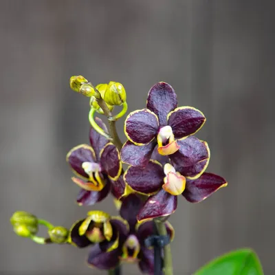 Орхидея Фаленопсис Фальстаф 2 ст купить в Москве с доставкой | Магазин  растений Bloom Story (Блум Стори)