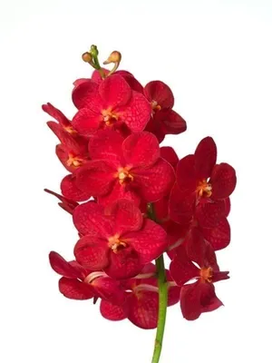 Бородатая орхидея: истории из жизни, советы, новости, юмор и картинки — Все  посты | Пикабу