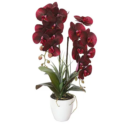 Орхидея Фаленопсис мини купить