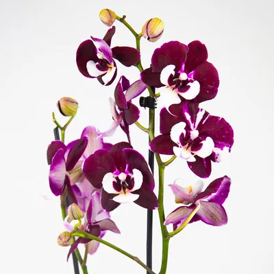 Бордовая орхидея фаленопсис - 72 фото