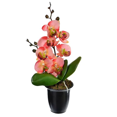 31 бело-бордовая орхидея в коробке за 10 790 руб. | Бесплатная доставка  цветов по Москве