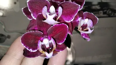 Цветок искусственный на ножке \"Орхидея бордовая\" 70 см Gloria Garden,  9180083 по цене 429 ₽/шт. купить в Перми в интернет-магазине Леруа Мерлен
