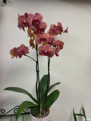 Растение искусственное Garda Decor Орхидея бордовая в горшке, арт.  29BJ-170-12 - цена от 6 840 р