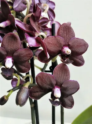Орхидея в горшке \"Светло-бордовая\" купить в Верхней Пышме за 2,000 руб. –  Низкая цена и быстрая доставка | Заказать в интернет-магазине \"Love Flowers\"