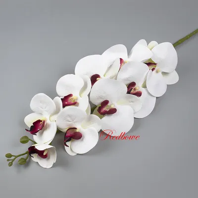 Домашнее цветение орхидеи темно-бордовая с белой каймой. - YouTube