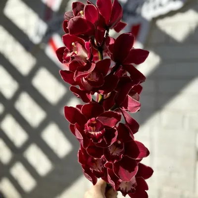 Орхидея Фаленопсис красная купить в Минске - LIONflowers
