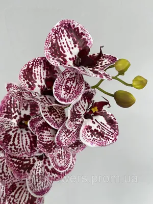 Купить Орхидея Фаленопсис Мини Красная D6 в Москве