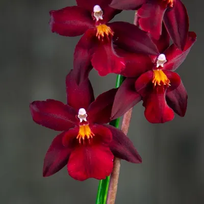 Орхидея Фаленопсис Мультифлора Темно-Бордовая 2 ствола (Phalaenopsis  Multiflora)