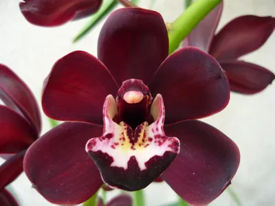 Орхидея белая с бордовой серединкой Б499 купить в интернет-магазине Ярмарка  Мастеров по цене 350 ₽ – PETR2BY | Цветы искусственные, Москва - доставка  по России