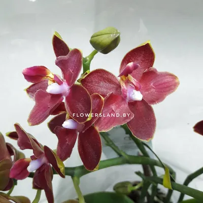 Купить Орхидея «Бордовая» из каталога Цветы в Сыктывкаре - «Флориска».
