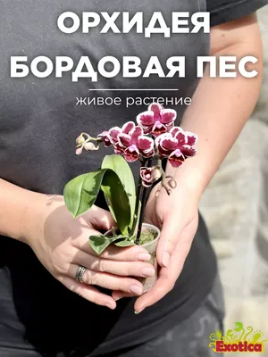 Орхидея Фаленопсис бело-бордовая (1 ствол) купить недорого в Москве -  floral-tale.ru