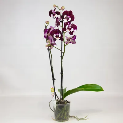Черная орхидея (43 фото) - 43 фото